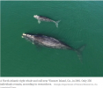 North_Atlantic_Right_Whale_and_calf_2001.png